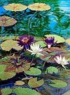 Water Lillies with Purple Flowers